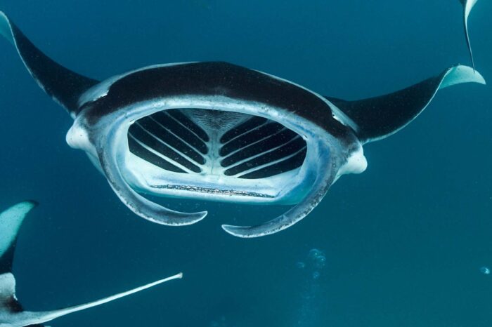 Mantaray